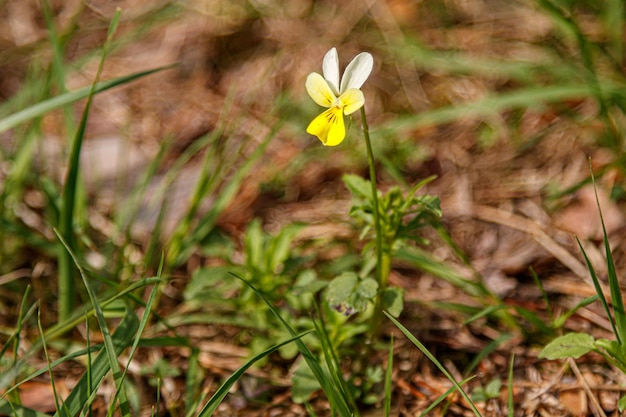 Beautiful spring flowering meadow of fresh flowers