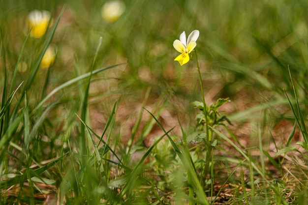 Beautiful spring flowering meadow of fresh flowers