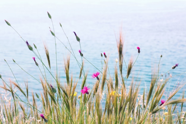 Beautiful spring flowers by the sea. Selective focus.