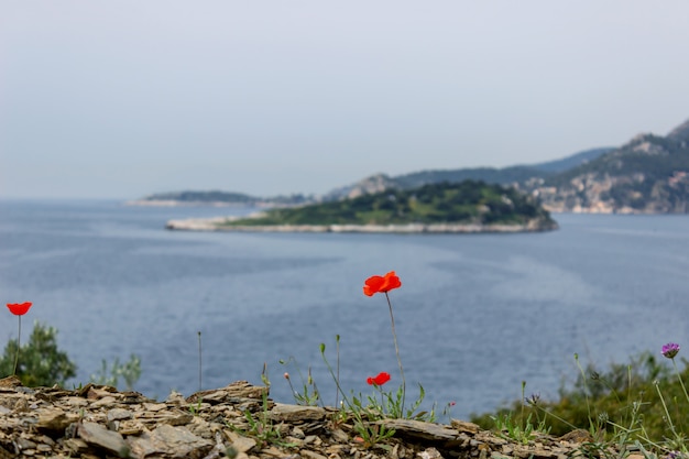 Beautiful spring flowers by the sea. a small picturesque island. Greece. Selective focus.