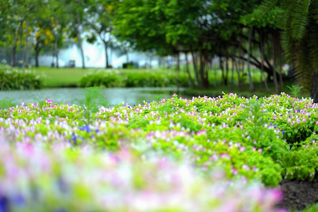 beautiful spring flowers in garden nature background