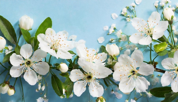 Beautiful spring flowers on light blue background Top view