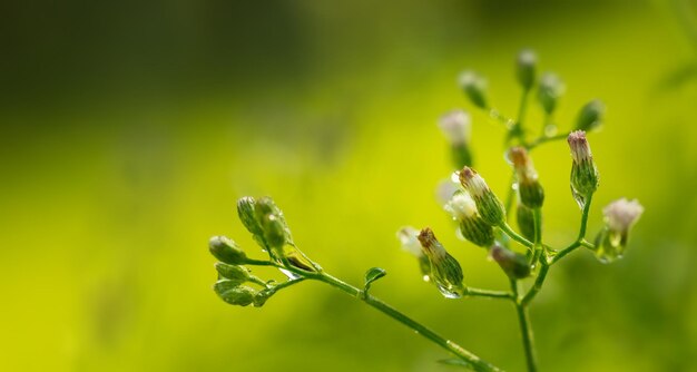 Beautiful spring flowers in nature