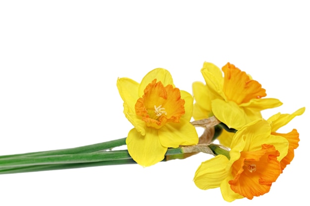 Beautiful spring   flowers : orange narcissus (Daffodil). Isolated over white.