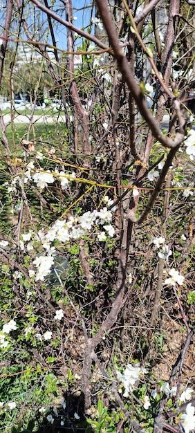 Beautiful spring flowers on the tree branch photo