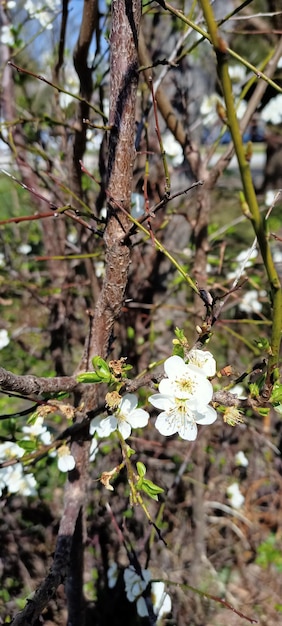 Beautiful spring flowers on the tree branch photo