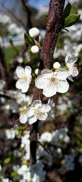 Beautiful spring flowers on the tree branch photo