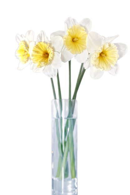 Beautiful spring flowers in vase: yellow-white narcissus (Daffodil). Isolated over white.