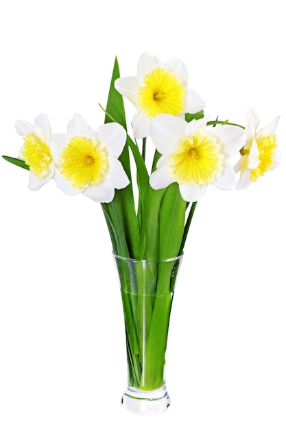 Beautiful spring flowers in vase: yellow-white narcissus (Daffodil). Isolated over white.