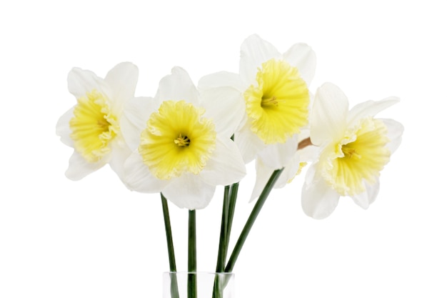 Beautiful spring flowers in vase: yellow-white narcissus (Daffodil). Isolated over white.