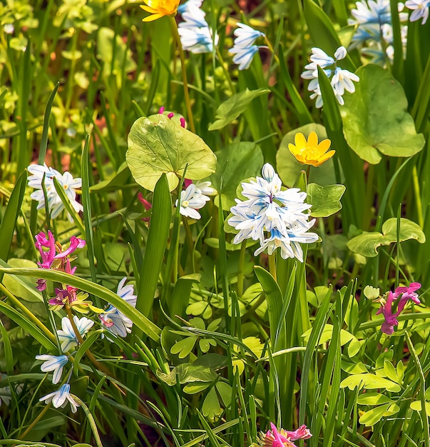 Beautiful spring flowers Whiteblue flowers of Puschkinia scilloides Flowers of the Asparagus family