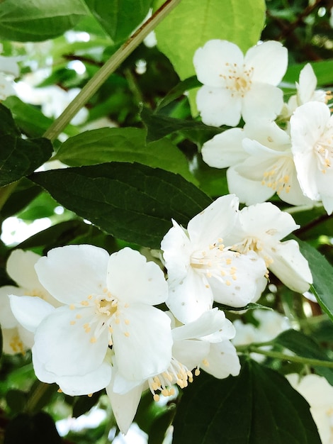 Beautiful spring flowers with green leaves closeup