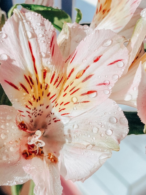 Beautiful spring flowers with green leaves closeup