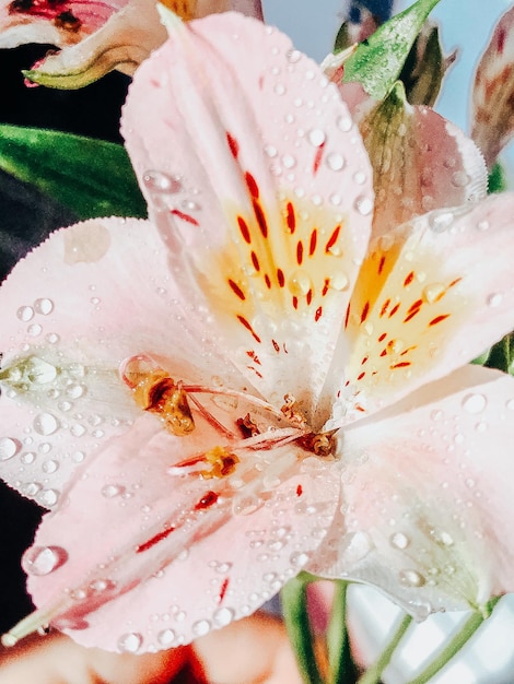 Beautiful spring flowers with green leaves closeup