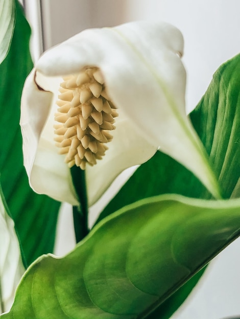 Beautiful spring flowers with green leaves closeup