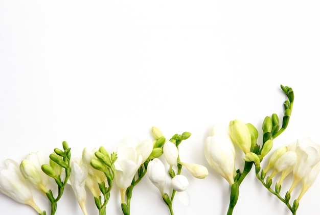 Beautiful spring freesia flowers on a white background.