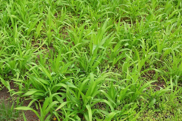 Beautiful spring grass outdoors