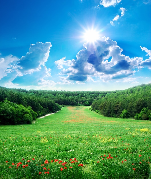 Beautiful spring green meadow in mountain