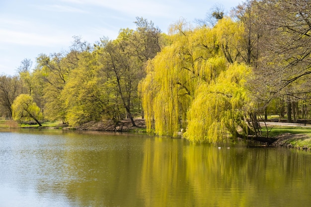 Beautiful spring lake and forest Springtime season Abstract natural background Blurry silhouettes