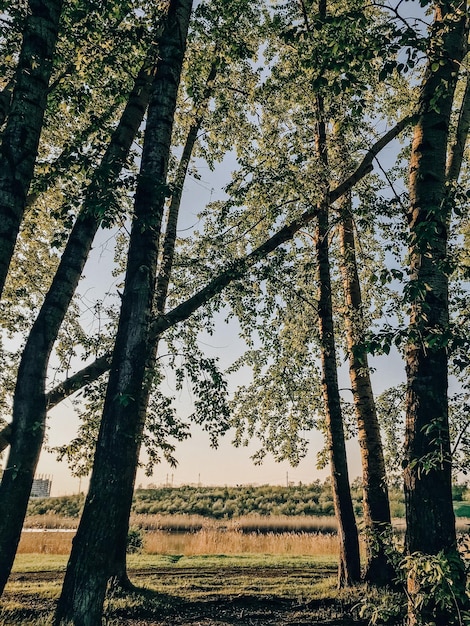 Beautiful spring landscape with trees