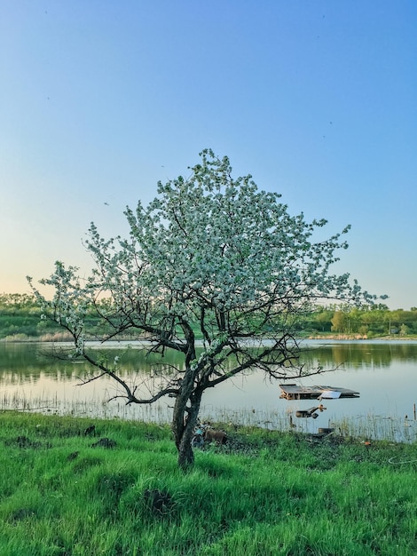 Beautiful spring landscape with trees