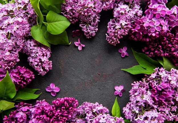 Beautiful spring lilac flowers