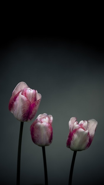 Beautiful spring macro detailed nature elements