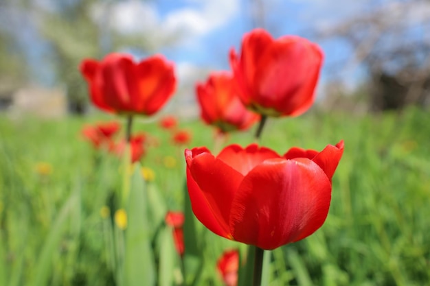 Beautiful spring meadow with buds of bloom tulip flowers