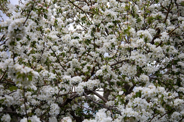 Beautiful Spring Nature background with Flowers Apple tree close up soft focus Branch with white