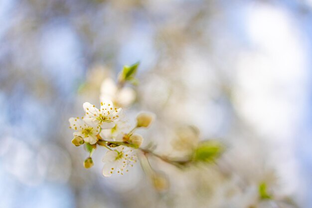 Beautiful spring nature scene with pink blooming tree Tranquil spring summer nature closeup and blurred forest background Idyllic nature