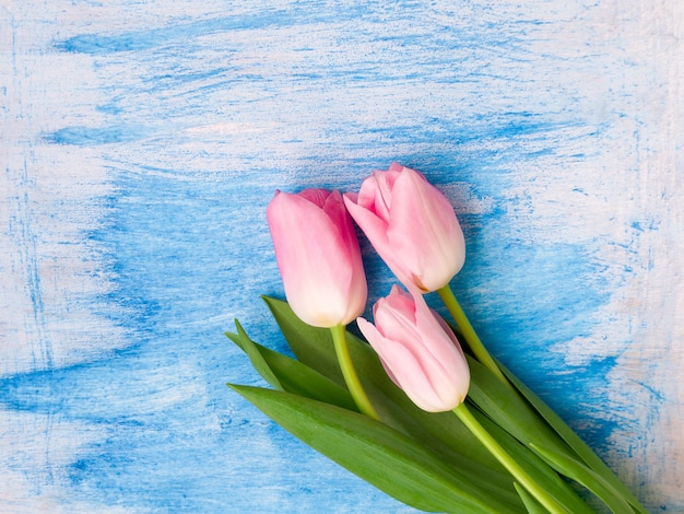 Beautiful spring pink tulips on white blue wooden background