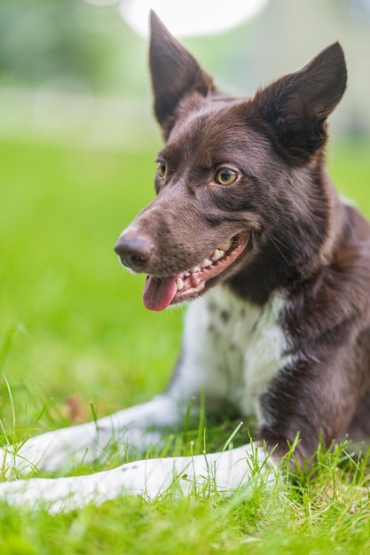 Beautiful spring portrait of adorable black and white border collie in the blossoming park