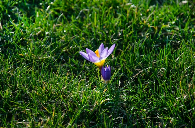 Beautiful spring purple, white, yellow crocuses on a green lawn