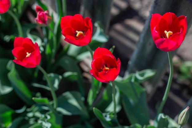 Beautiful spring red tulips flowers