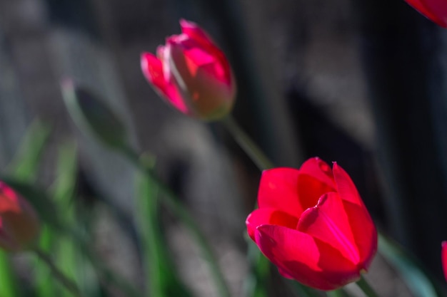 Beautiful spring red tulips flowers