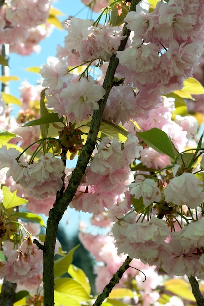 Beautiful spring sakura flowers bloom on a sunny day