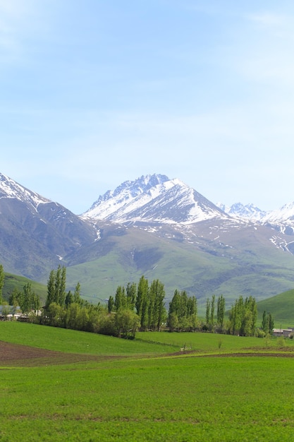 Beautiful spring and summer landscape Lush green hills high mountains Spring blooming herbs