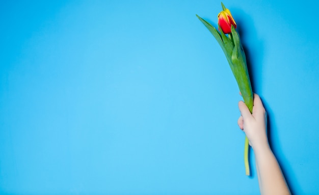 Beautiful spring tulips in a female hand. The concept of spring.