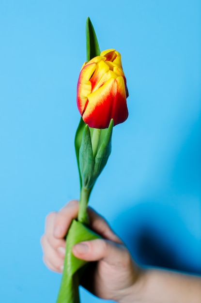 Beautiful spring tulips in a female hand. The concept of spring.