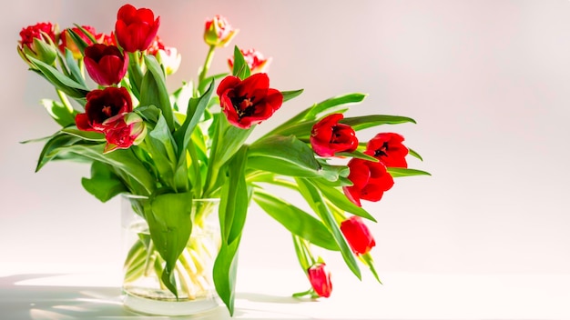 Beautiful spring tulips flowers