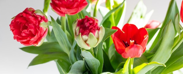 Beautiful spring tulips flowers