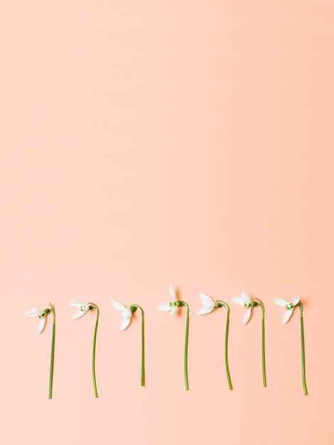 Photo beautiful spring white flower isolated on pastel pink