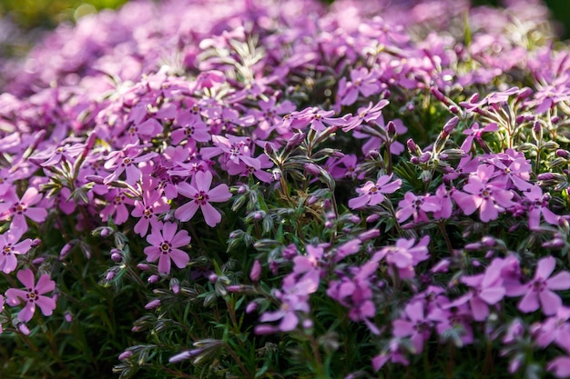 Beautiful spring wildflowers macro