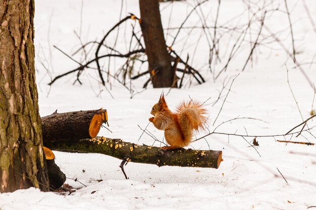 Beautiful squirrel on the snow eating a nut