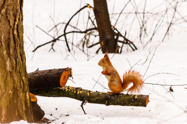 Beautiful squirrel on the snow eating a nut