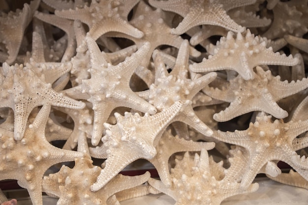 Beautiful starfish found for decorative purposes