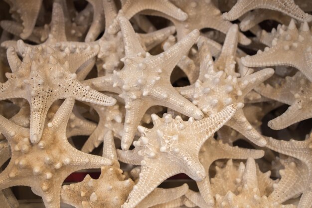 Beautiful starfish found for decorative purposes