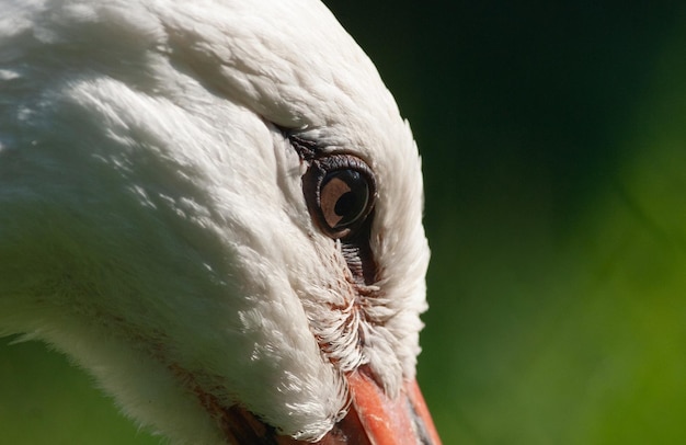 Photo beautiful stork eye closeup