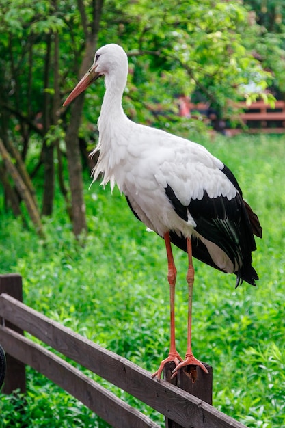 Beautiful stork stands on a fence