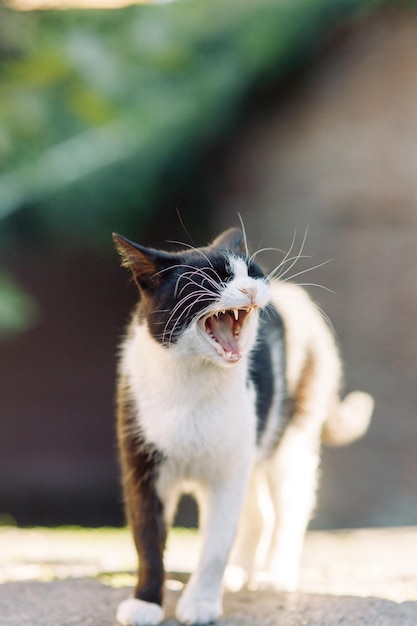 A beautiful stray cat is watching the street The problem of pets an abandoned cat